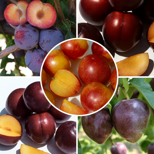 Japanese Plum, 3 on 1 Multi Grafted Fruit Tree Grow Organic