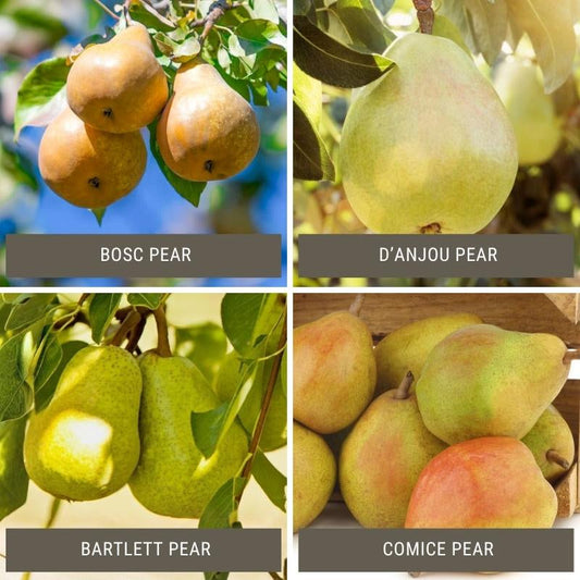 Semi-Dwarf Pear, 2 on 1 Multi Grafted Fruit Tree Grow Organic