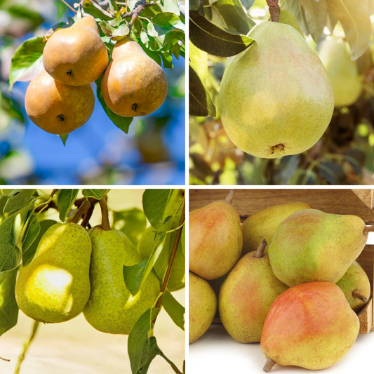 Semi-Dwarf Pear, 2 on 1 Multi Grafted Fruit Tree Grow Organic