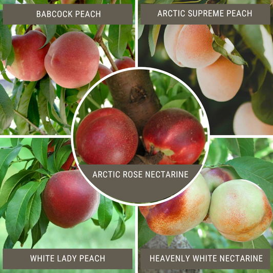 White Peach/Nectarine, 3 on 1 Multi Grafted Fruit Tree Grow Organic