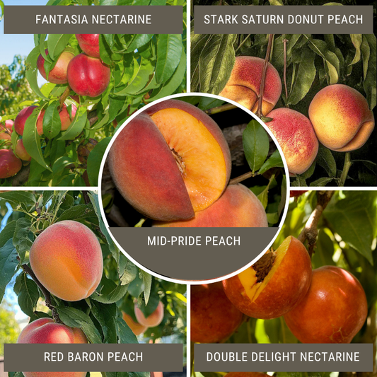 Showy Flowers Peach/Nectarine, 3 on 1 Multi Grafted Fruit Tree Grow Organic