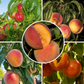 Showy Flowers Peach/Nectarine, 3 on 1 Multi Grafted Fruit Tree Grow Organic