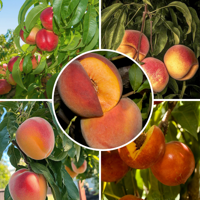 Showy Flowers Peach/Nectarine, 3 on 1 Multi Grafted Fruit Tree Grow Organic