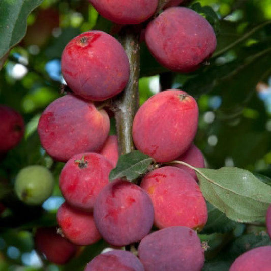 Dolgo Crabapple Tree