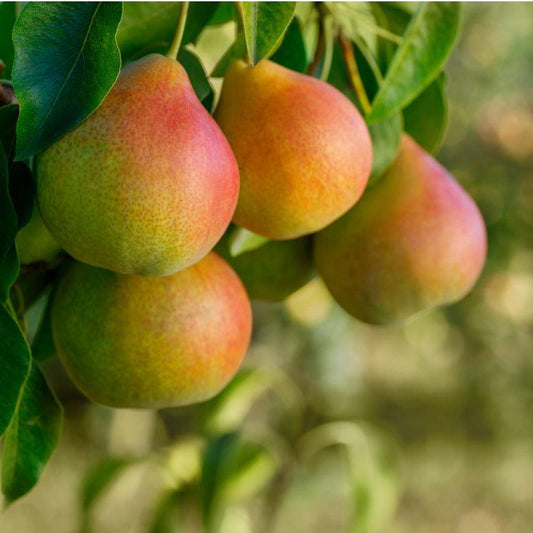 Honeysweet Pear Tree Felix Gillet Institute