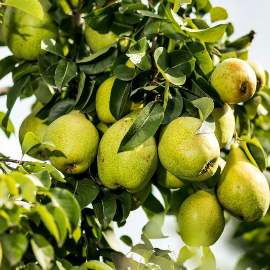 Kieffer Pear Tree Felix Gillet Institute