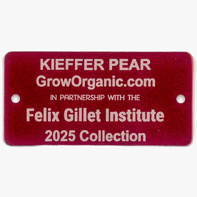 Kieffer Pear Tree - Grow Organic