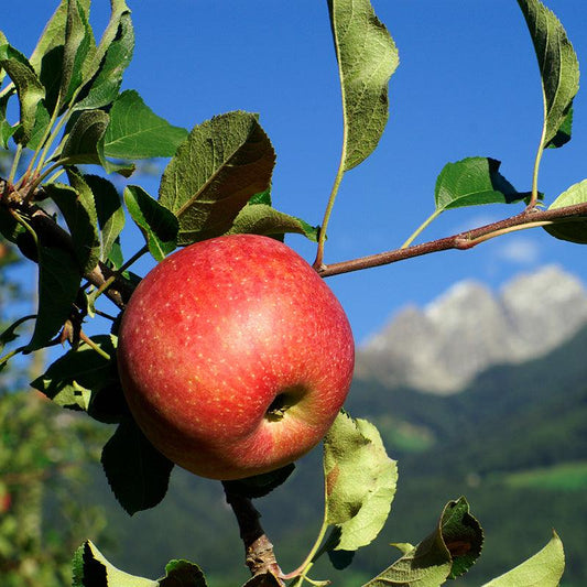 Mother Apple Tree Felix Gillet Institute