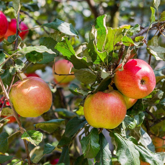 Reinette Franche Apple Tree Felix Gillet Institute