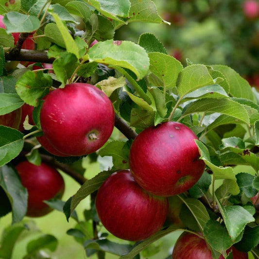 Scarlet Apple Tree Felix Gillet Institute