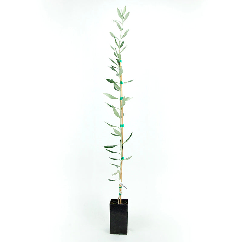 Potted Ascolana Olive Tree - Grow Organic