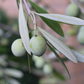 Hojiblanca Olive Tree Grow Organic