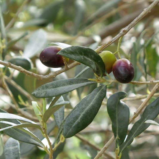 Itrana Olive Tree Grow Organic