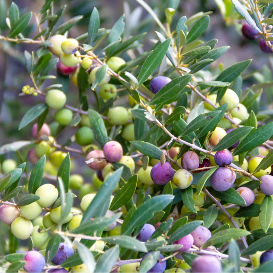 Picual Olive Tree Grow Organic