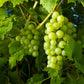 Princess Seedless Table Grape Vine Grow Organic