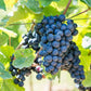 Grape Autumn Royal Seedless Grape Vine Grow Organic
