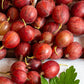 Hinnonmaki Red Gooseberry Grow Organic