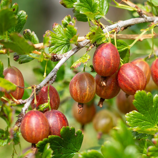 Hinnonmaki Red Gooseberry Grow Organic