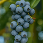 O'Neal Blueberry (Early Harvest) Grow Organic