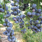 Liberty Blueberry (Late Harvest) Grow Organic