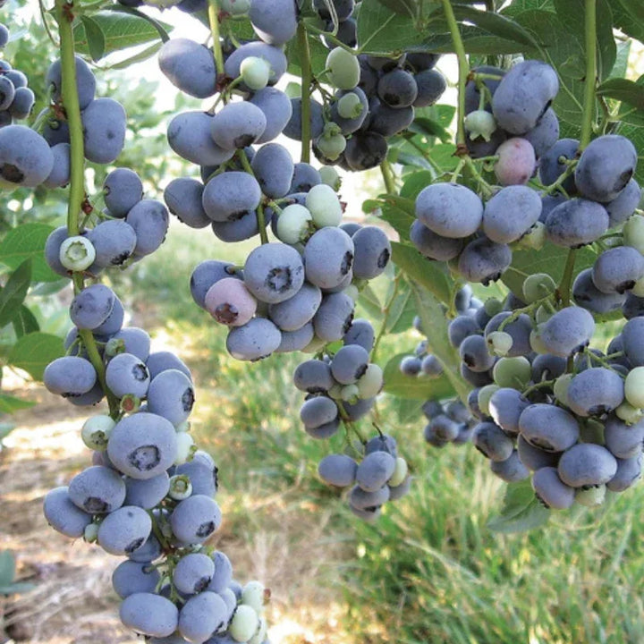 Organic Blueberry Bushes and Blueberry Plants – Grow Organic