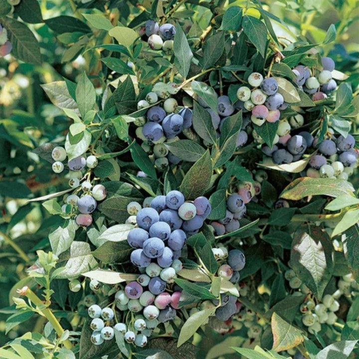 Organic Blueberry Bushes and Blueberry Plants – Grow Organic
