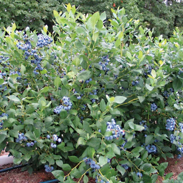 Organic Blueberry Bushes and Blueberry Plants – Grow Organic