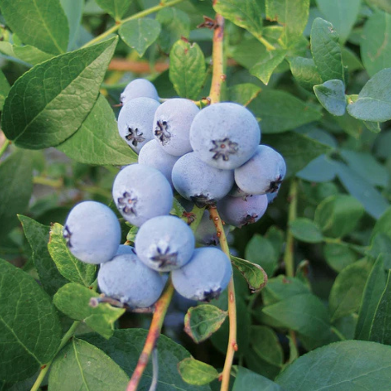 Biloxi Blueberry (Mid Harvest) Grow Organic