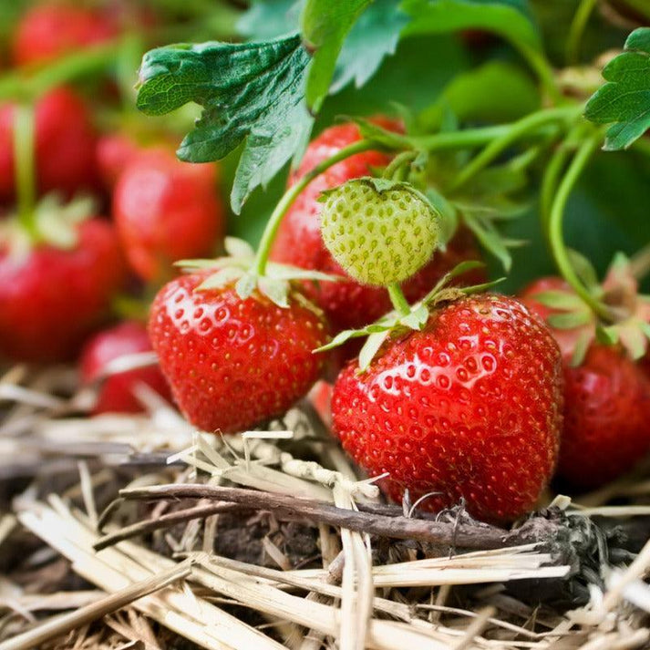 Chandler Strawberry Plants (Bundle of Approx.25) Grow Organic