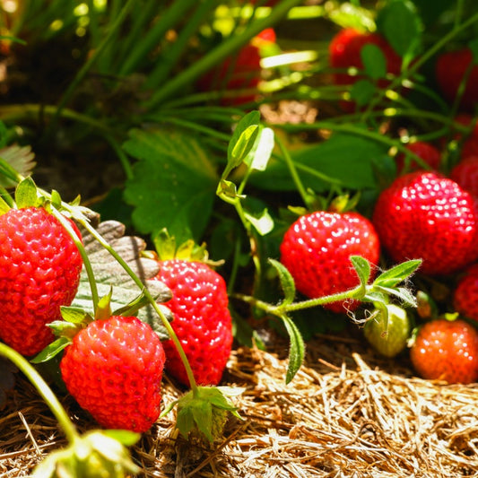 Eversweet Strawberry Plants (Bundle of Approximately 25) Berries and Vines