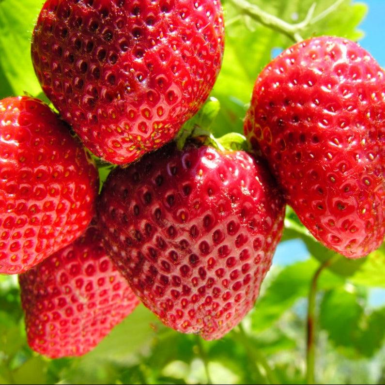 Quinault Strawberry Plants (Bundle of Approximately 25) Quinault Strawberry Plants (Bundle of Approximately 25) Berries and Vines