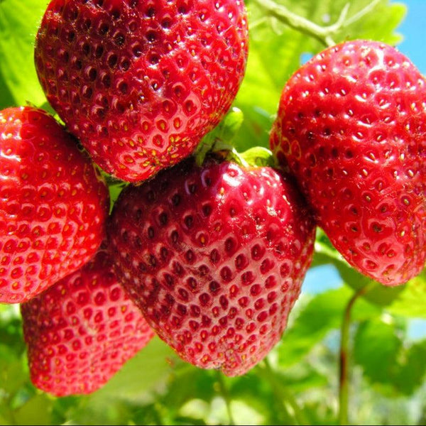 Quinault Strawberry Plants (Bundle of Approximately 25) Grow Organic