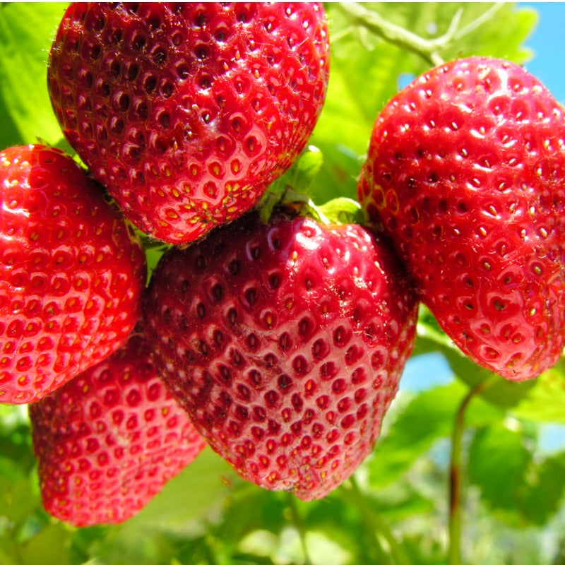 Quinault Strawberry Plants by the Box (1500) - Grow Organic Quinault Strawberry Plants by the Box (1500) Berries and Vines