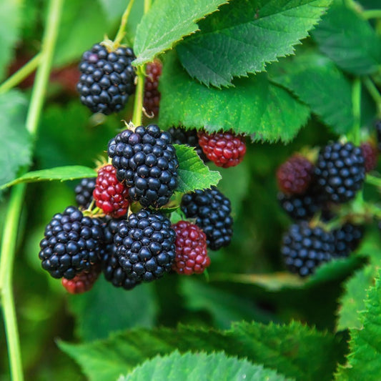 Organic Natchez Thornless Blackberry (1 Gallon)