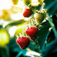 Organic San Andreas Strawberry Plants Grow Organic
