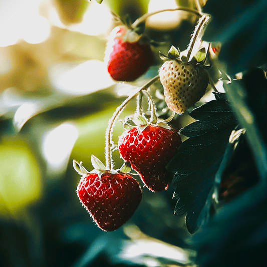 Organic San Andreas Strawberry (Box 1000) PV Drop Ship