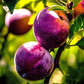 "Constant Harvest" Pluot 4 on 1 Multi Grafted Fruit Tree Grow Organic