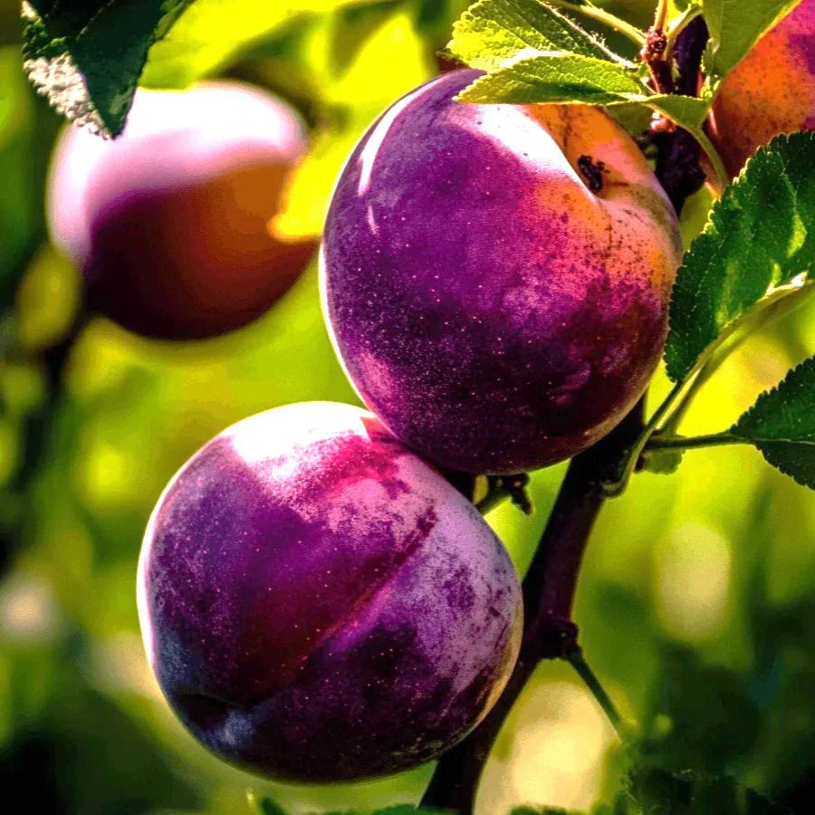 "Constant Harvest" Pluot 4 on 1 Multi Grafted Fruit Tree Grow Organic