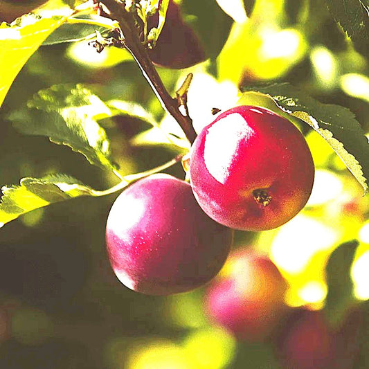Flavor King Pluot Tree Grow Organic