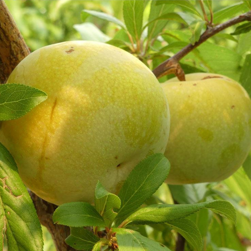 "Constant Harvest" Pluot 4 on 1 Multi Grafted Fruit Tree Grow Organic