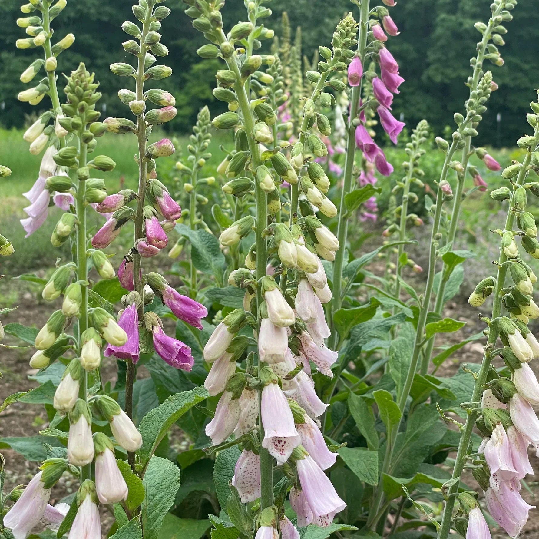 Hudson Valley Seed Co. Cottage Garden Mix - Thumbnail 2