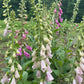 Cottage Garden Seeds Mix Hudson Valley Seed Co
