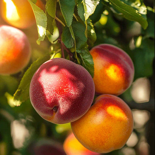 Freckle Face Nectarine Tree Grow Organic