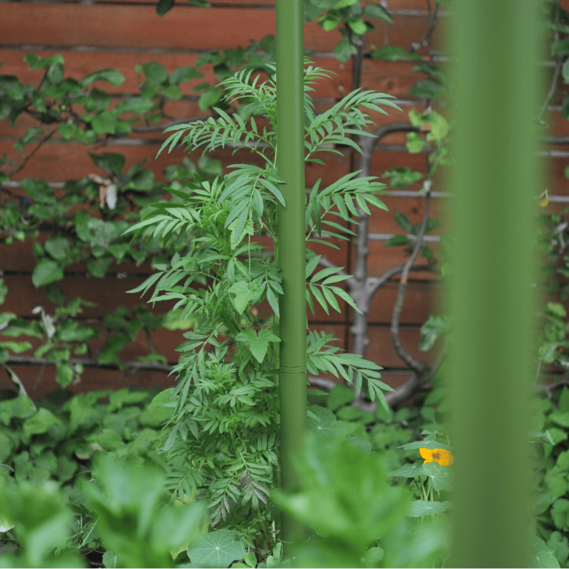 Freyr garden trellis Seattle Urban Farm