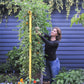 Freyr garden trellis Seattle Urban Farm
