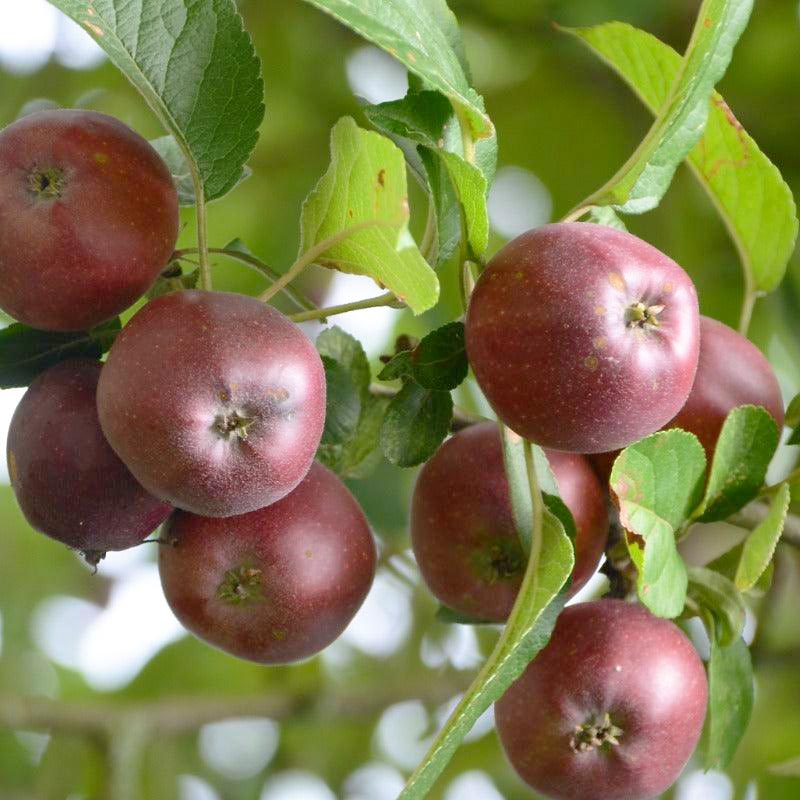 Arkansas Black Spur Apple Tree Grow Organic