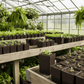 3.63 X 6" Band Pots- 144 pots PV Drop Ship