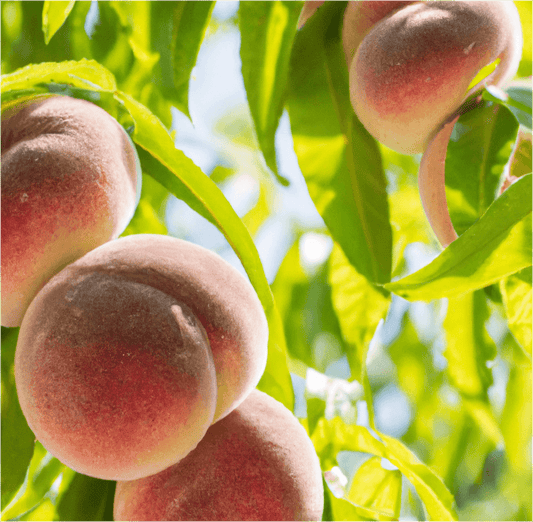 Galaxy Donut Peach Tree (Potted) Grow Organic