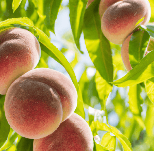 Galaxy Donut Peach Tree (Potted)