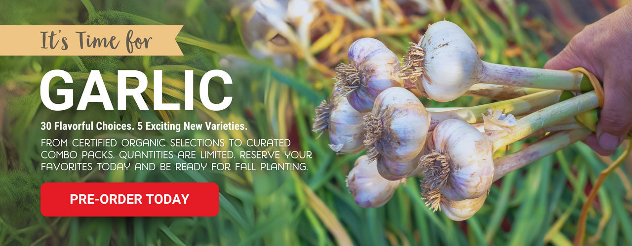 Garlic Pre-ordering for fall planting image of hand holding garlic 